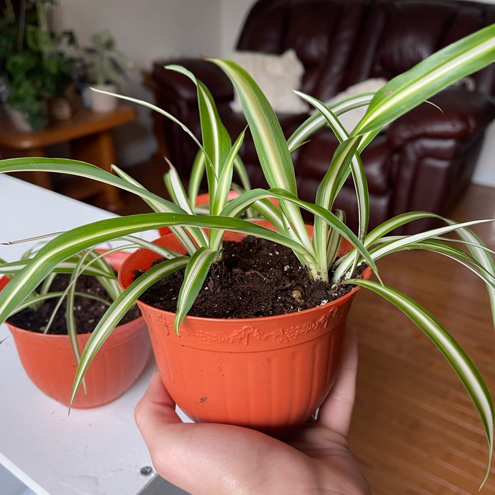 Live spider plant pups